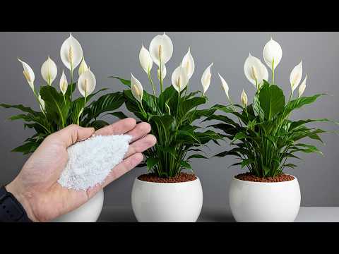 Basta un solo bicchiere e si riempie di fiori (qualsiasi pianta)