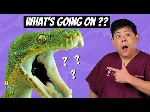 WARNING!!  WATCH THIS VIDEO If Your Snake Is Opening His Mouth!  Helpful Advice From A REPTILE VET