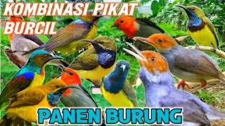 Download lagu Suara pikat burung kecil anti zonk mp3