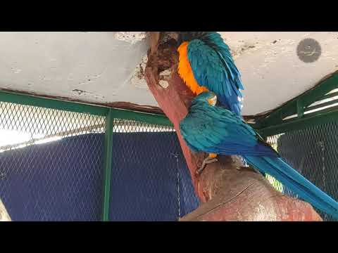 (Macaw Parrot) 4K