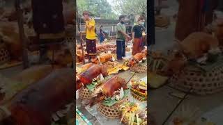 Download lagu pesta babi guling 😱 tradisi orang bali mp3