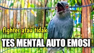 Download lagu TERNYATA SIULAN Srigunting Hutan LEBIH MUDAH & AMPUH Memancing EMOSI LAWAN |srigunting abu abu gacor mp3