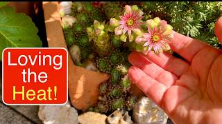 FLOWERING ALPINES | DISAPPEARING STRAWBERRIES! #budgetgardening