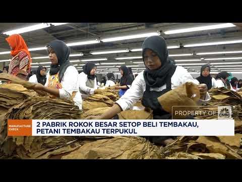 2 Pabrik Rokok Besar Setop Beli Tembakau, Petani Terpukul