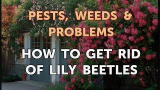 How to Get Rid of Lily Beetles