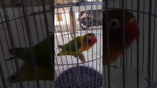 Download lagu NGEKEK GAYA UNIK INI MINTA 2,5 JUTA mp3