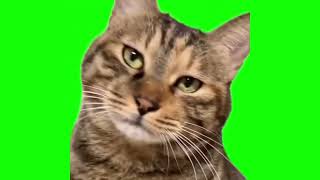 disappointed cat green screen