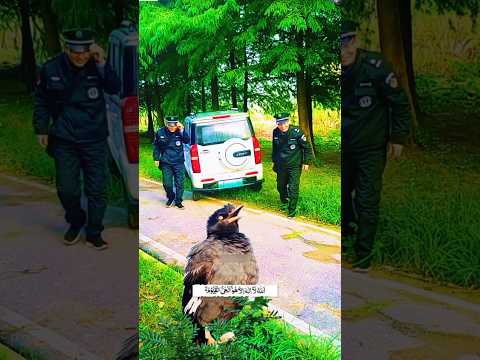 ayatul kursi surah Quran Tilawat #shortvideo #birds #funny #ayatulkursi