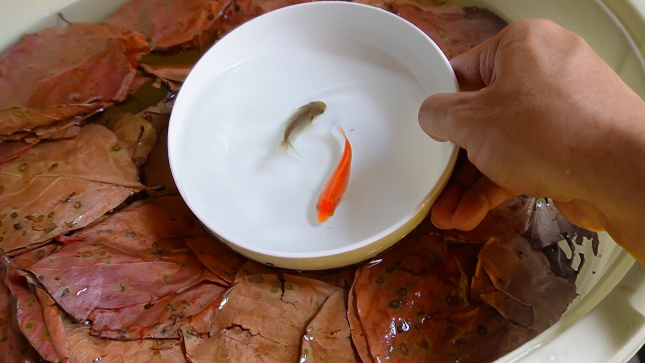 金魚をこの中で7ヶ月育てたらスゴいことに