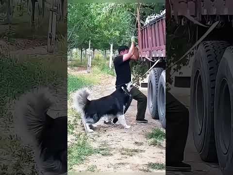 funnydogs#cute#doglover#doglife#cure#dogshorts#pet#doglife#dogshorts