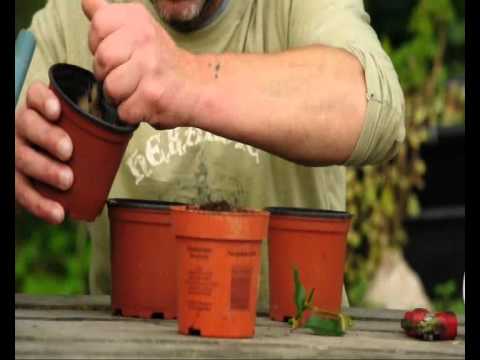 comment prendre soin d'un kalanchoe