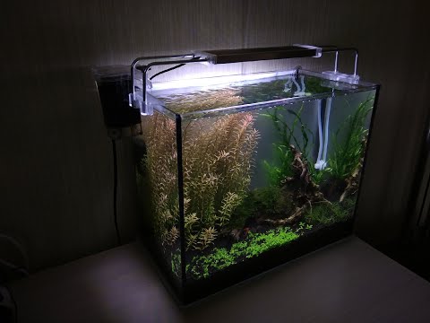 Запуск аквариума для креветок | Небольшой травник