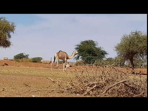 Azawakh puppy with camel and goats in Niger, Africa