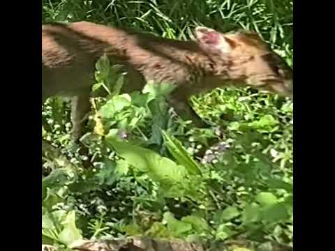 O$VMV$M - Outro B ft. Lorenzo Prati