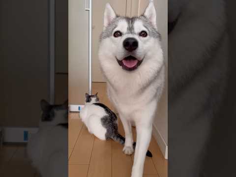 スルーされてショックで動かなくなる猫 #シベリアンハスキー #ハスキー #猫
