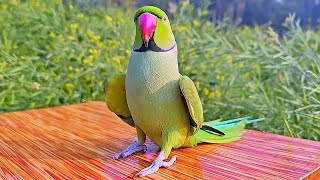 Funny Talking Indian Ringneck Parrot