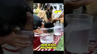 Download lagu ANJING Viral ⁉️ Lucu, Dilicikin Majikan Dajjal 🤣 #funnyshorts #lucu #kocak mp3
