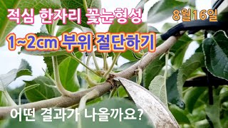 사과나무 꽃눈형성 부위1~2cm 절단하기