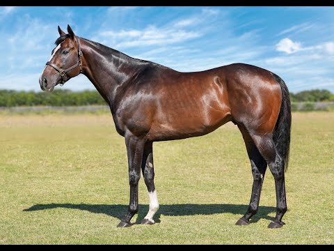 DOUBLE SUPERLATIVE   - THE STALLION