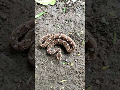 Saw Scale Viper Making Dog Aggressive.