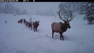 10 Minutes of Elk Migrating in a Blizzard