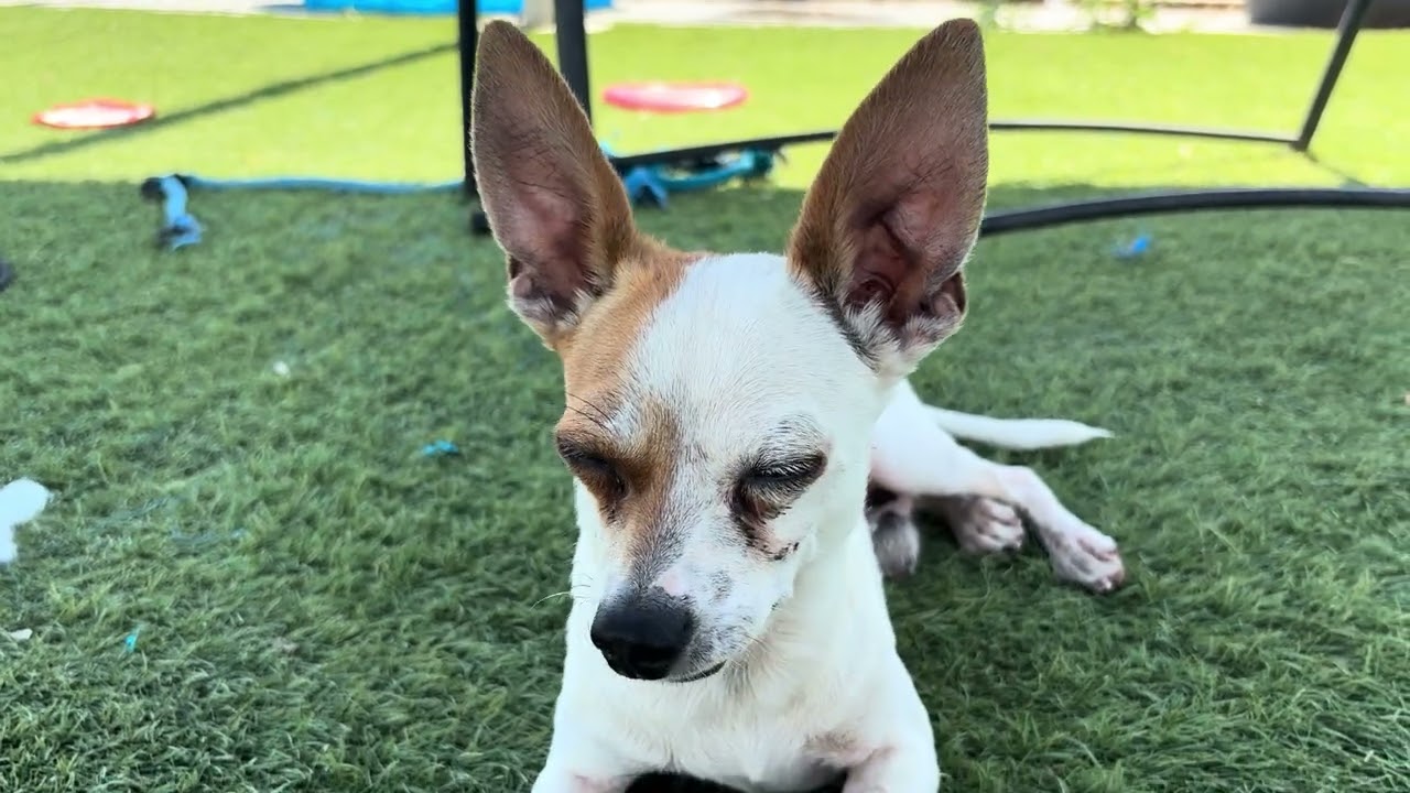 Enlarge GUAPO ( AVAILABLE 7/22/26), a ADOPTABLE mixed breed in Wasco, CA video 6/6