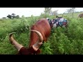 Ng Ombe Ya Nelemi Ikiwa Machungoni Komet Youtube Nelemi Mbasando INAGA