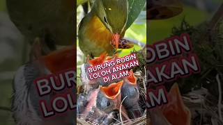 Download lagu burung robin loloh anak #burung robin gacor, #burung #kicaumania #birds #kenari mp3