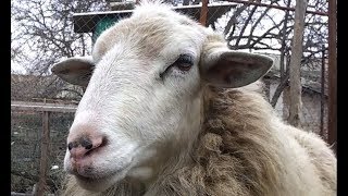 Как поймать овцу в поле