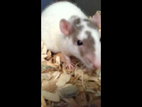 Mama rat preening mice she has adopted
