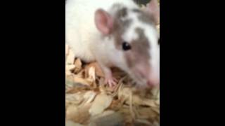 Mama rat preening mice she has adopted