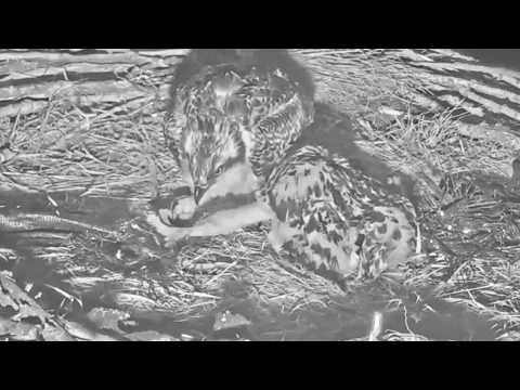 6/24/19 Osprey chick #3 kicks #2 out of bed!