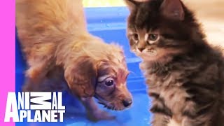 The Best Of Curious, Cuddly Kittens And Puppies! | Too Cute! by Animal Planet