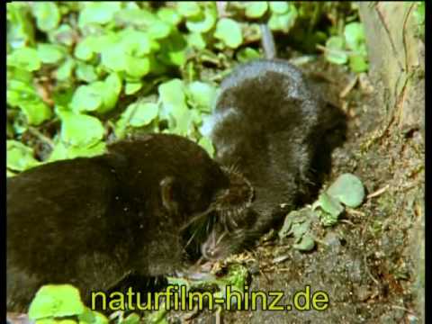 Kleiner Jäger Ganz  Gross - die Wasserspitzmaus.mp4