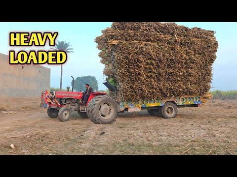 Mf 375 with heavy loaded sugarcane trolley