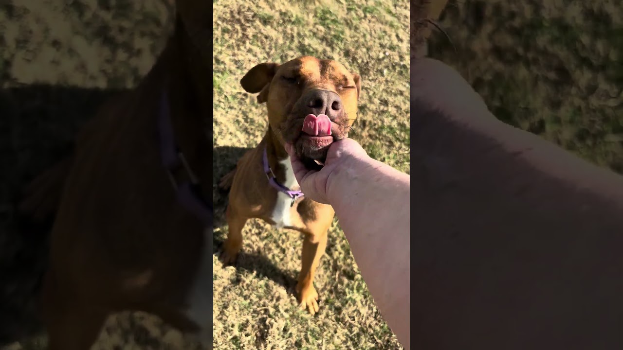 Enlarge Cream Cheese, a Adoptable mixed breed in League City, TX video 6/6