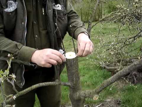 Fruitwise apple tree grafting guide, rind grafting