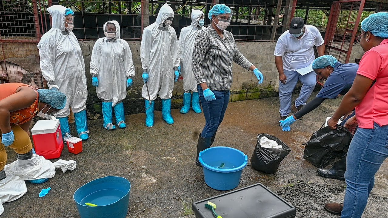African Swine Fever Mock Simulation