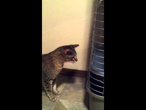 Sabriel and Podo meeting