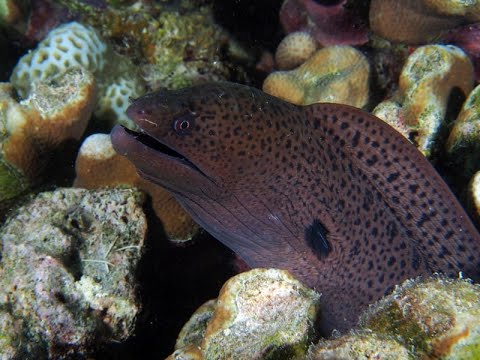 Giant Moray eel video -4k Nature(Ultra  HD) | Nature's Sweet Tales.