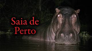 Os Piores Encontros com Animais da África