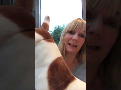 How to Save Your Choking Dog - YouTube