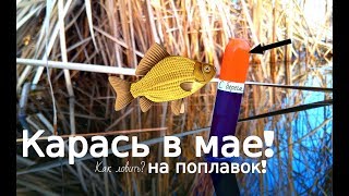 Как ловить карася в мае на пруду