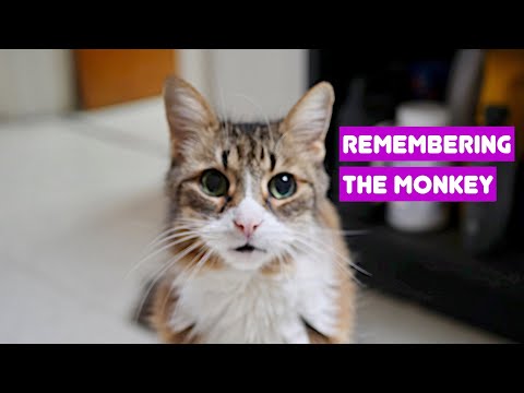 Cat Dying From Kidney Failure - Last Days