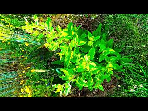 EYEVAN COLLECTIVE - Cardios