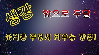 [텃밭농부.758]  생강에 웃거름주고 두달 더 키우기 #생강재배