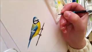 Blue Tit Painting Process || Nicole