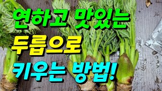 참두릅 냉해방지도하고 상품성도 좋게해요/두릅수확시기