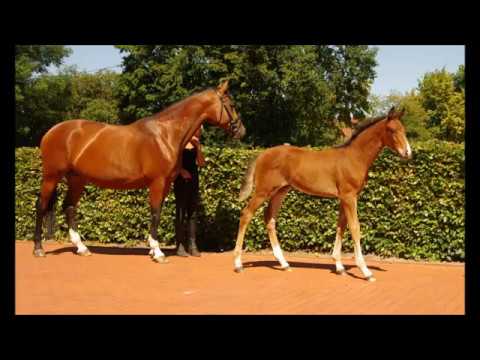 Hengst Fohlen v. Fashion-Maker x Ampere geb. 4.2018 www.stöcker-verkaufspferde.de