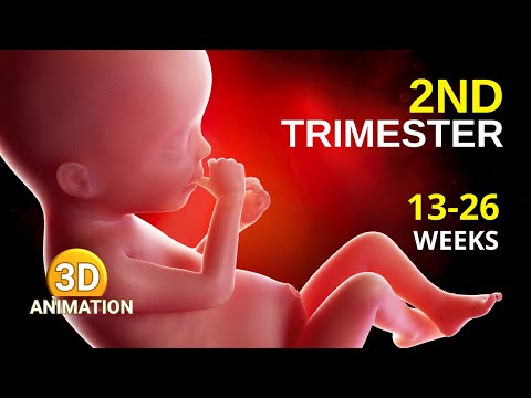 Second Trimester Pregnancy Explained: Everything you need to know about weeks 13-27! 🤰